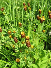 Trifolium spadiceum