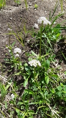 Valeriana acutiloba