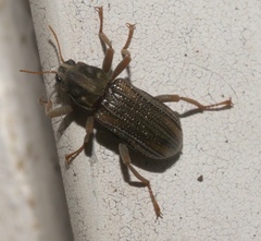Stenelmis