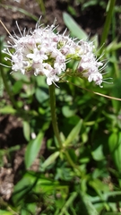 Valeriana acutiloba