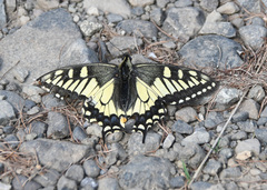Papilio machaon