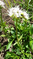 Valeriana acutiloba