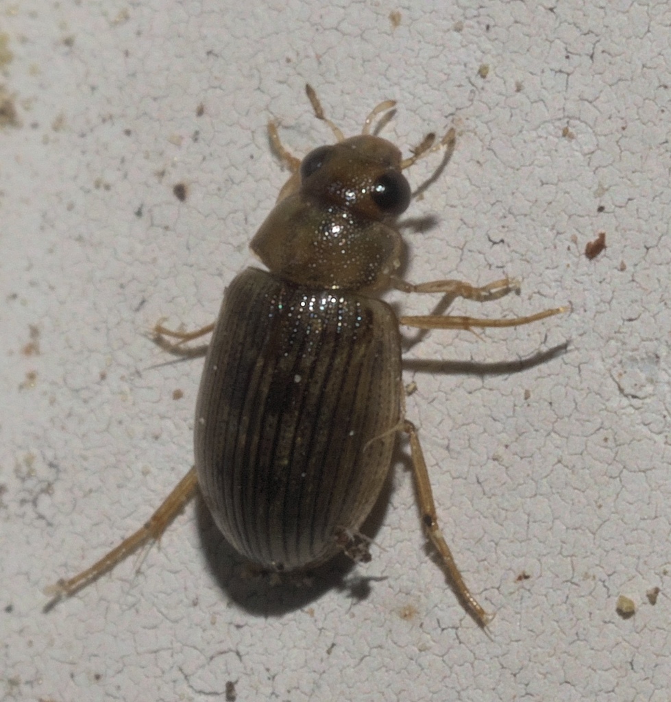 Berosus exiguus