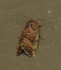 Elaphria fuscimacula