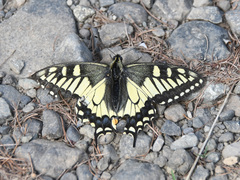 Papilio machaon