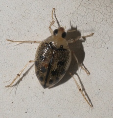 Peltodytes litoralis