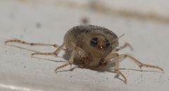 Peltodytes litoralis