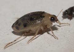 Peltodytes litoralis
