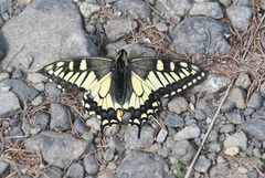 Papilio machaon