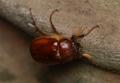 Phyllophaga crinita