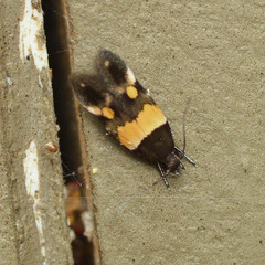 Triclonella determinatella