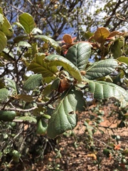 Quercus liebmannii