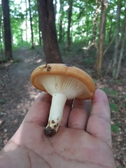 Lactarius croceus