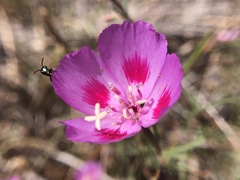 Clarkia gracilis sonomensis