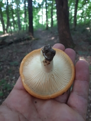 Lactarius croceus
