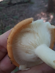 Lactarius croceus