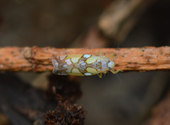 Protalebrella conica