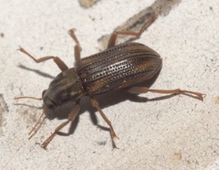 Stenelmis