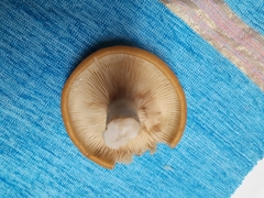 Lactarius croceus