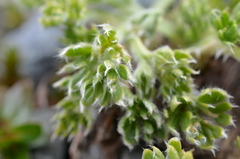 Ranunculus sericophyllus