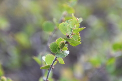 Betula nana