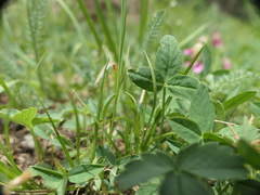 Trifolium brandegeei