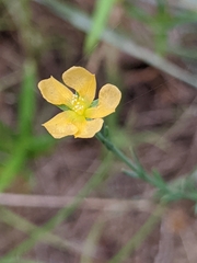 Hypericum drummondii