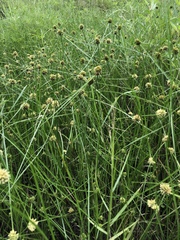 Cyperus blepharoleptos