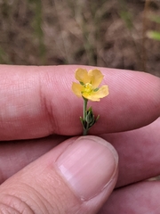Hypericum drummondii