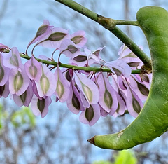 Podopterus cordifolius