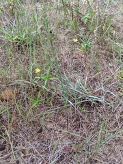 Hypericum drummondii