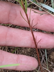 Hypericum drummondii