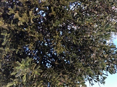 Phoradendron bolleanum