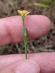 Hypericum drummondii