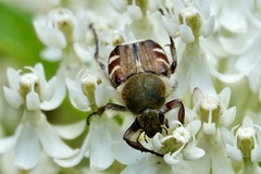Trichiotinus affinis