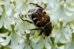 Trichiotinus affinis