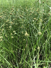 Cyperus blepharoleptos