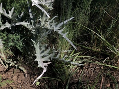 Cirsium douglasii douglasii
