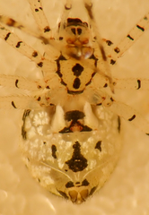 Platnickina tincta