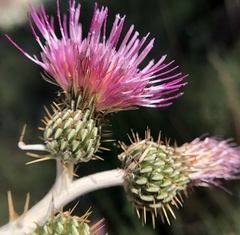 Cirsium douglasii douglasii