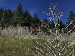 Cirsium douglasii douglasii