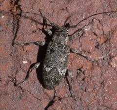 Sternidius punctatus