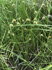 Cyperus blepharoleptos