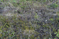 Eriophorum brachyantherum