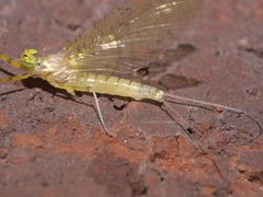 Stenacron interpunctatum interpunctatum