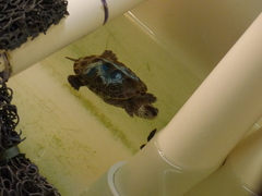 Malaclemys terrapin centrata