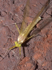 Stenacron interpunctatum interpunctatum