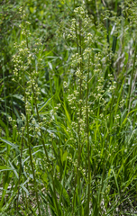 Valeriana edulis