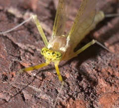 Stenacron interpunctatum interpunctatum