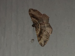 Costaconvexa